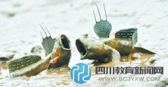 小學(xué)課文引爭議 “彈涂魚上樹吃蝸牛”離