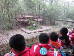 航天小學四年級學生暢游熊貓基地、動物