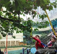 成都市第五幼兒園櫻桃熟了